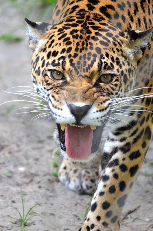 Snarl Art Print featuring the photograph Snarling Jaguar by Richard Bryce and Family