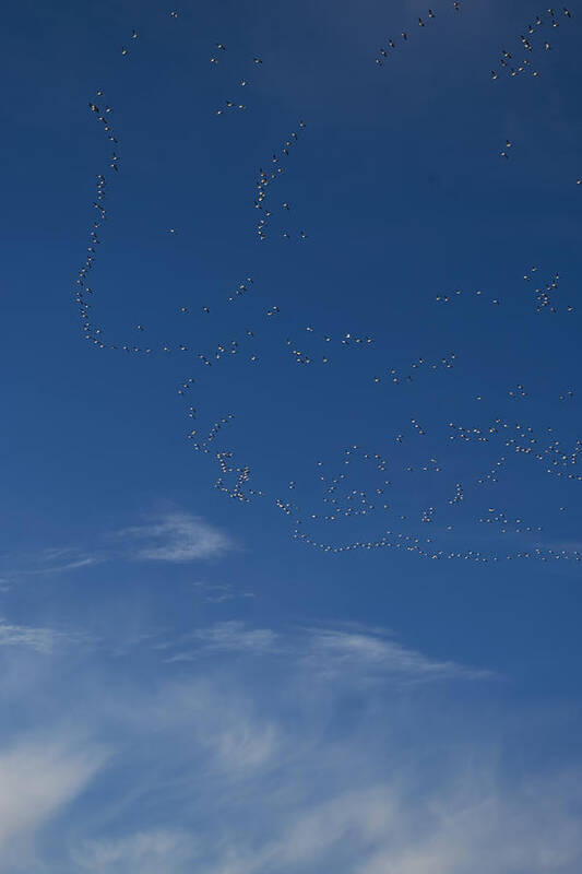 Photograph Art Print featuring the photograph Snow Geese in Flight by Rhonda McDougall