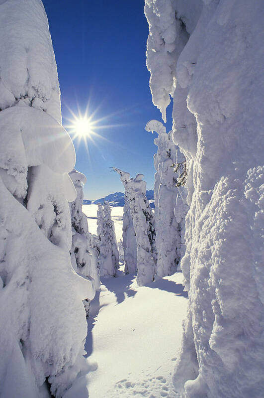 No People; Vertical; Outdoors; Day; Winter; Sun; Frozen; Cold; Tree; Idyllic; Tranquility; Scenics; Beauty In Nature; Clear Sky; Covered; White; Blue; Sunbeam Art Print featuring the photograph Snowscape Snow Covered Trees And Bright Sun by Anonymous