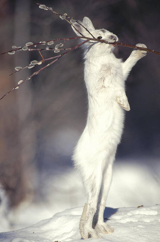 Feb0514 Art Print featuring the photograph Snowshoe Hare Feeding On Pussy Willow by Michael Quinton