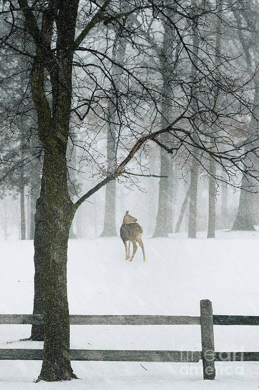 Animal Art Print featuring the photograph Snowy Deer by Margie Hurwich