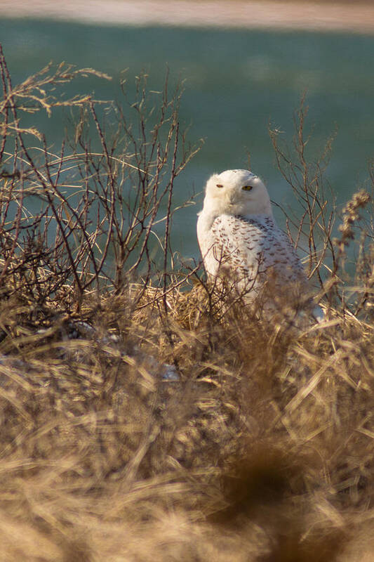 Snowy Owl Art Print featuring the photograph Snowy Owl at the Beach by Allan Morrison