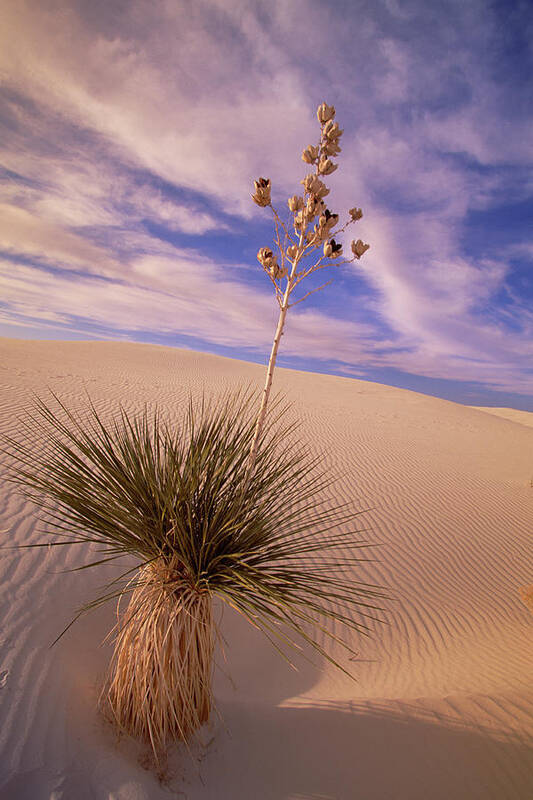 00341457 Art Print featuring the photograph Soaptree Yucca On Dune by Yva Momatiuk and John Eastcott