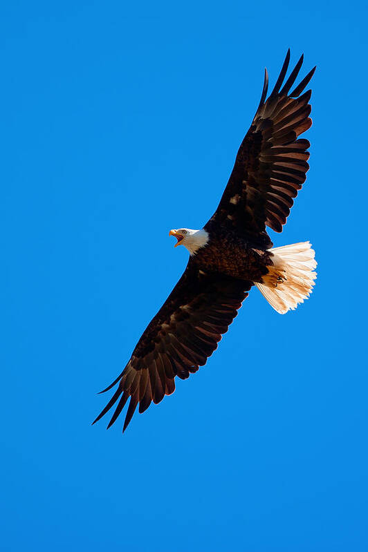 Bald Eagle Art Print featuring the photograph Soaring by Aaron Whittemore