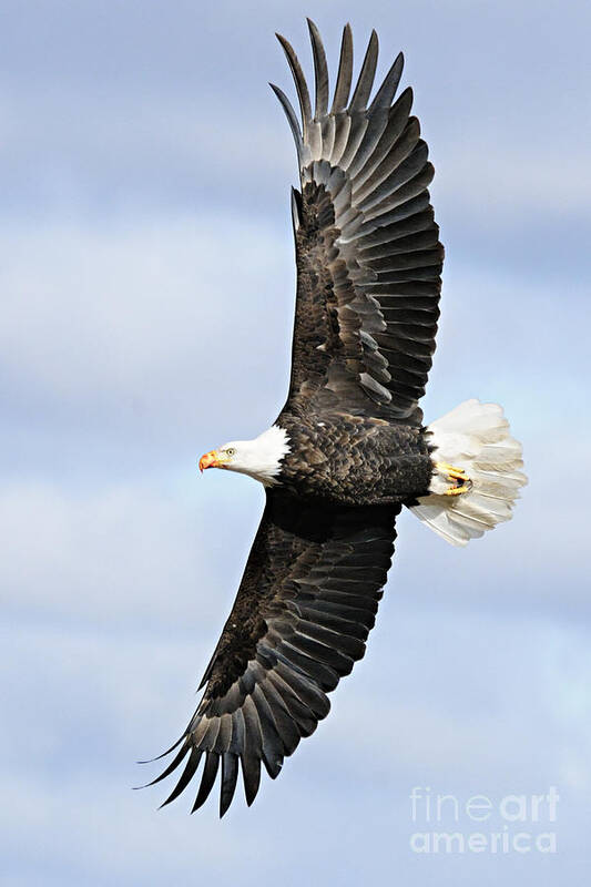 Photography Art Print featuring the photograph Soaring Eagle by Larry Ricker