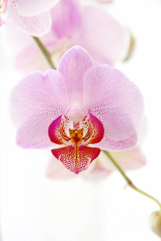 Asia Art Print featuring the photograph Soft Orchid by Hannes Cmarits
