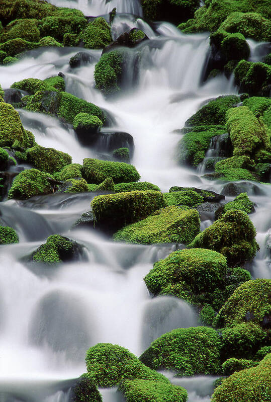 Sol Duc Art Print featuring the photograph Sol Duc Stream by Ginny Barklow