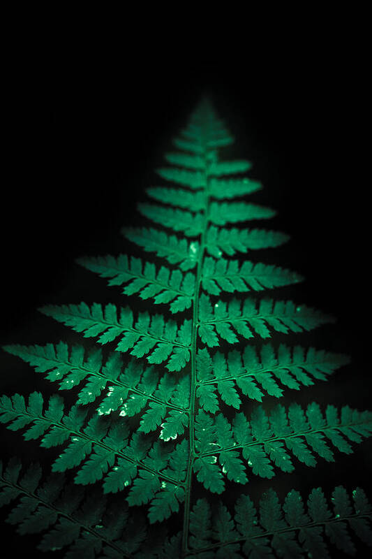 Fern Art Print featuring the photograph Soothing Fern by Shane Holsclaw