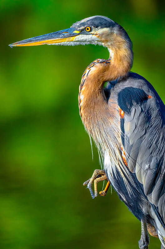 Ardea Art Print featuring the photograph Soul Stare by Brian Stevens