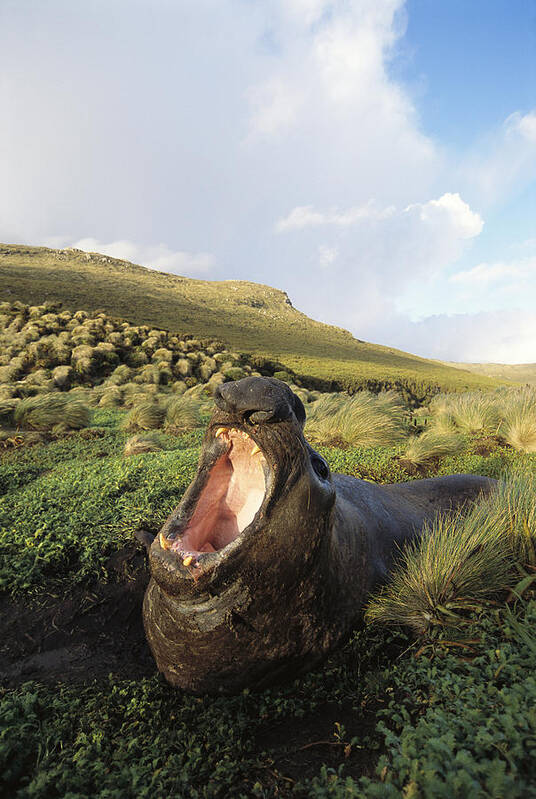 Feb0514 Art Print featuring the photograph Southern Elephant Seal Bull In Wallow by Tui De Roy