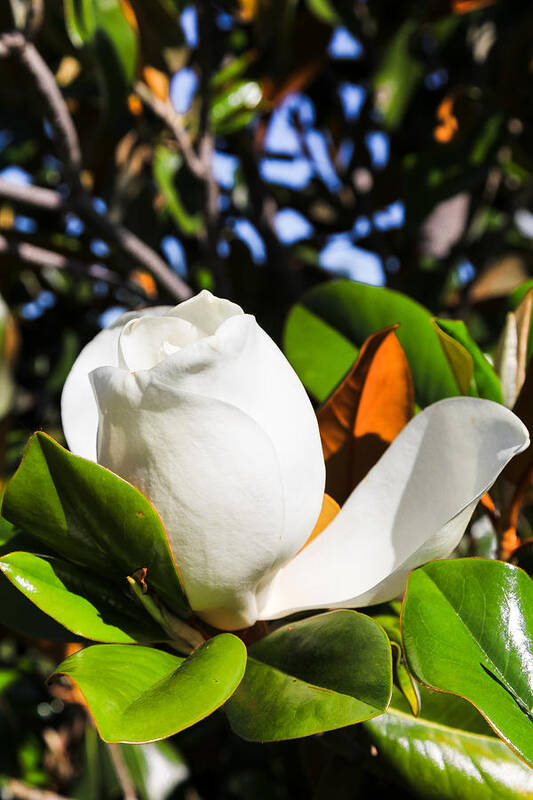 Flowers Art Print featuring the photograph Southern Magnolia Blossom by Judy Wright Lott