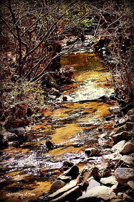 Creek Art Print featuring the photograph Sparkling Creek by Tara Potts
