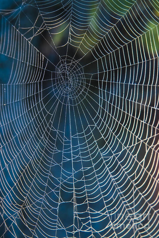Spiderweb Art Print featuring the photograph Spider's Net by Heiko Koehrer-Wagner