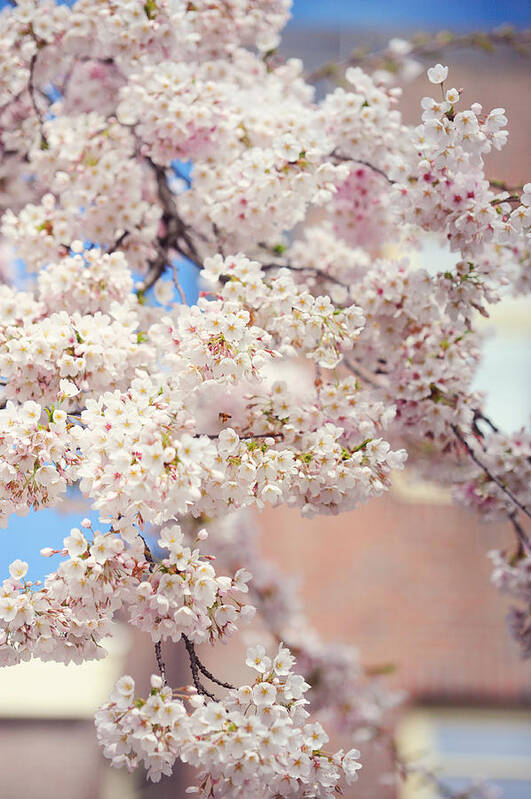 Spring Art Print featuring the photograph Sping Abundance. Pink Spring in Amsterdam by Jenny Rainbow