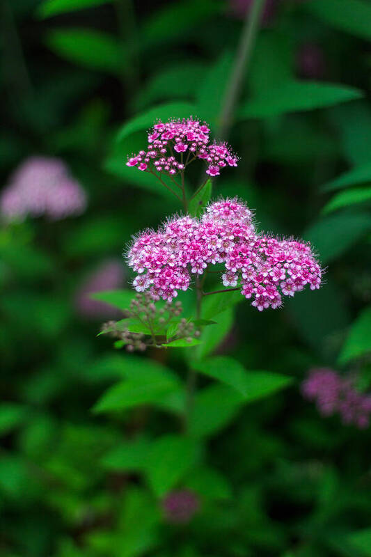 Blooming Art Print featuring the photograph Spirea Flowers by Michael Russell