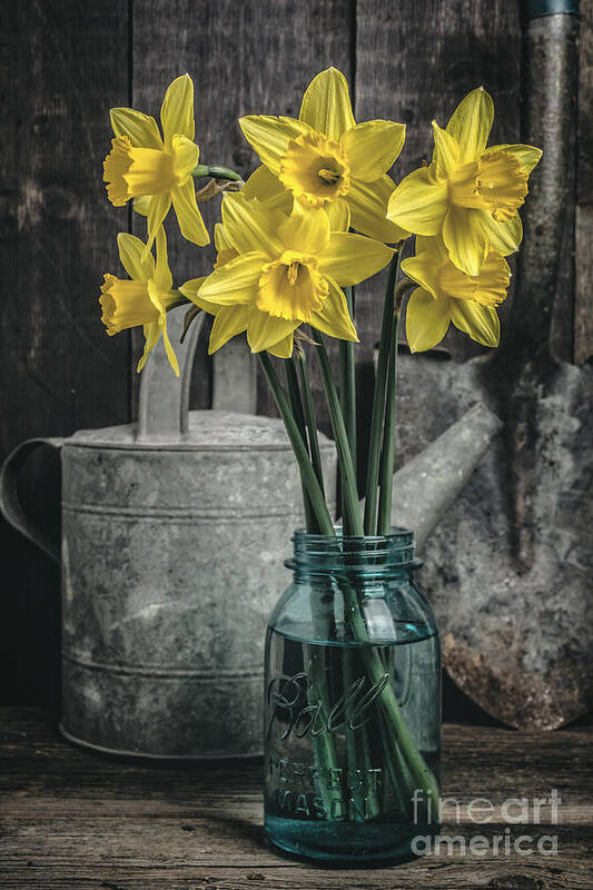 Daffodils Art Print featuring the photograph Spring Daffodil Flowers by Edward Fielding