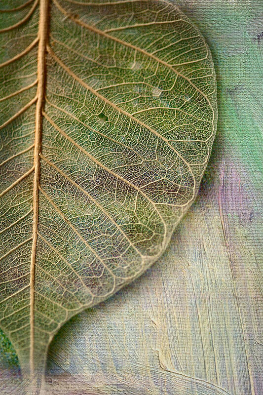 Skeletal Leaf Art Print featuring the photograph Spring Leaf by Bonnie Bruno
