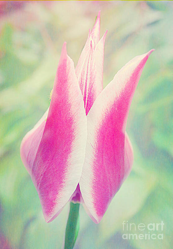 Macro Tulip Art Print featuring the photograph Spring Spectacular by Peggy Franz