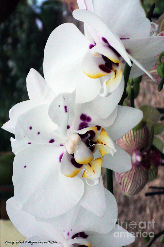 Botany Art Print featuring the photograph Spring Splash Orchid by Megan Dirsa-DuBois
