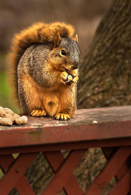 Eastern Fox Squirrel Art Print featuring the photograph Squirrel Eating a Peanut by Onyonet Photo studios