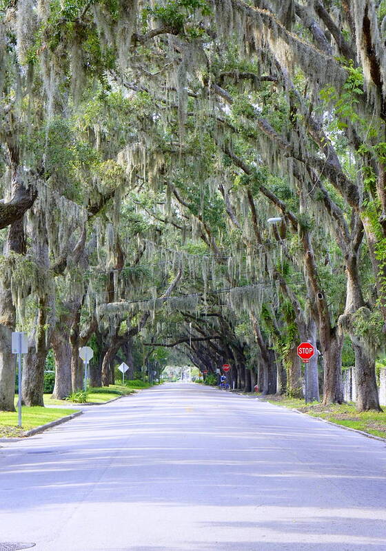 Oak Art Print featuring the photograph St. Augustine Road by Laurie Perry