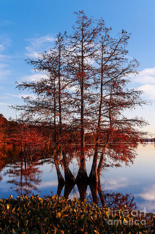 Fall Art Print featuring the photograph Stand of Bald Cypress trees at BA Steinhagen Lake in Martin Dies Jr State Park - Jasper East Texas by Silvio Ligutti