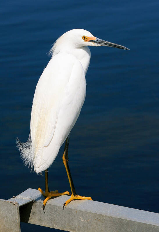 Snowy Egret Art Print featuring the photograph Standing Watch by Kathleen Scanlan