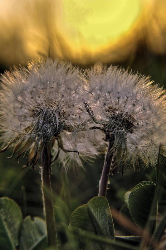 Dandelion Art Print featuring the photograph Stop Touching Meh by Craig Szymanski