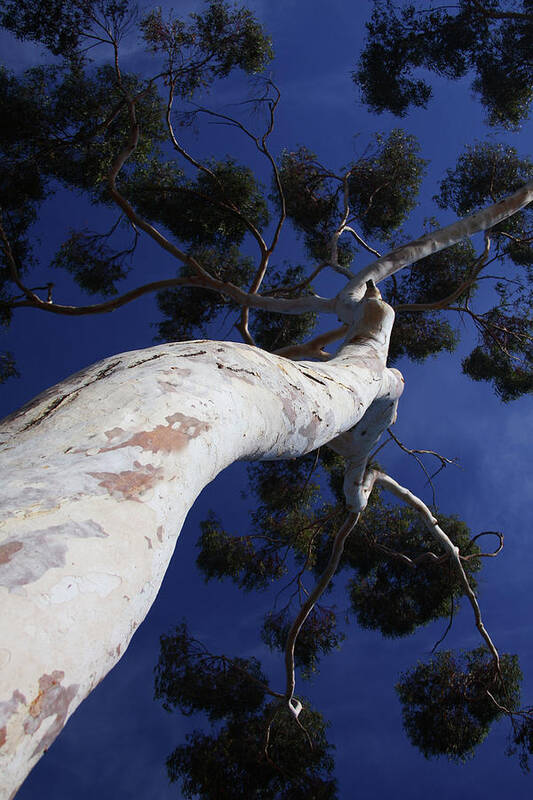 Eucalyptus Art Print featuring the photograph Strength and Grace by James Knight