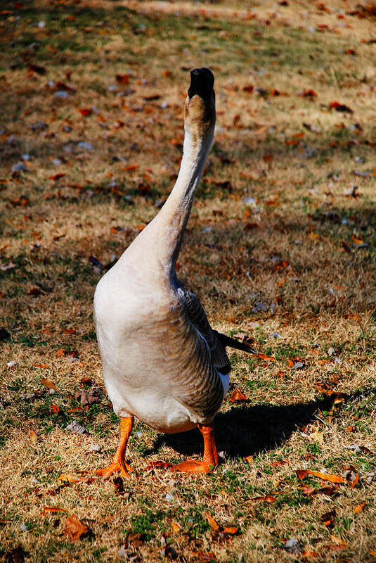 Goose Art Print featuring the photograph Stretching Tall by Linda Segerson