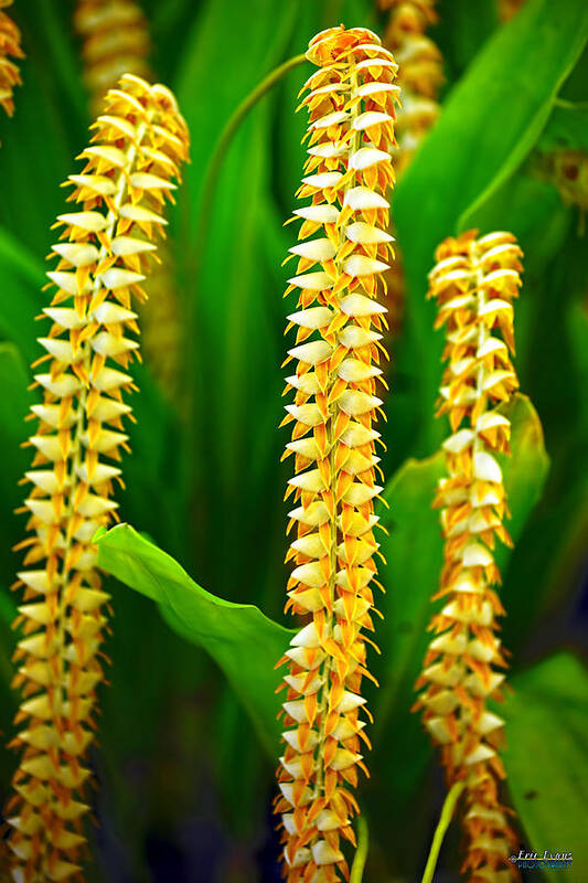 Dendrochilum Orchids Art Print featuring the photograph Strings of Dendrochilum Orchids by Aloha Art