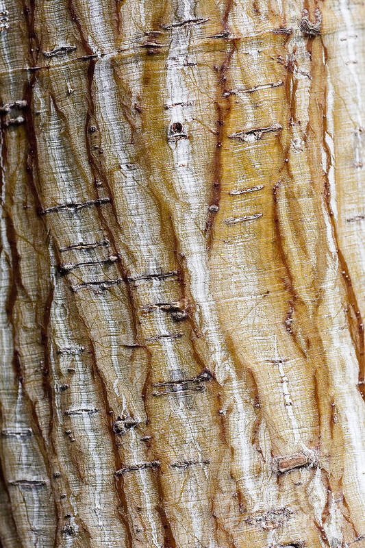 Arboretum Art Print featuring the photograph Striped maple by Steven Ralser