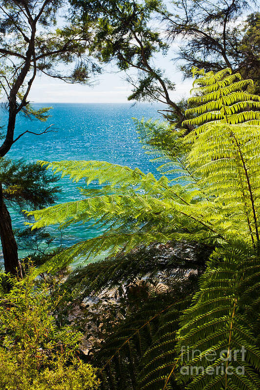 Cook Strait Art Print featuring the photograph Subtropical forest of Abel Tasman NP in New Zealand by Stephan Pietzko