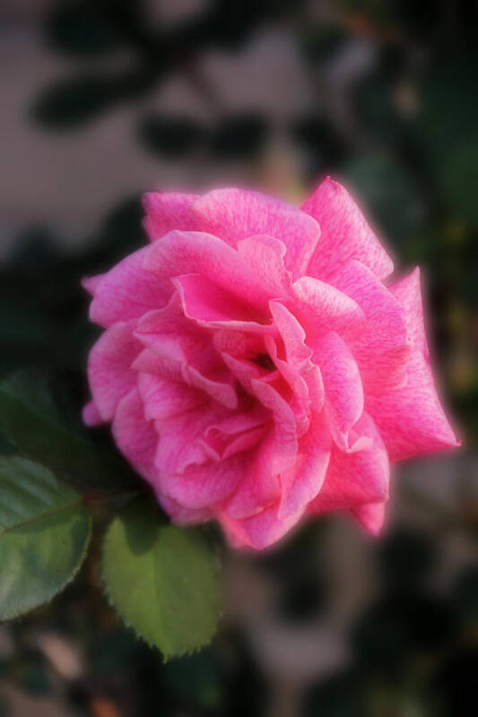Pink Rose Art Print featuring the photograph Sue's Rosebush by Carolyn Fletcher