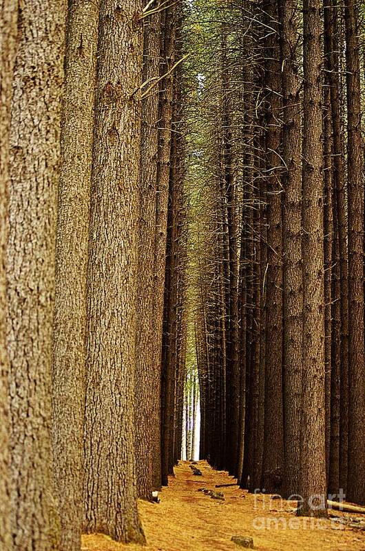 Blair Stuart Art Print featuring the photograph Sugar Pine Walk by Blair Stuart