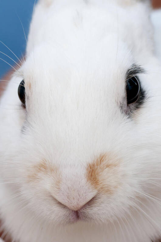 White Art Print featuring the photograph sugar the easter bunny 1 -A curious and cute white rabbit close up by Pedro Cardona Llambias