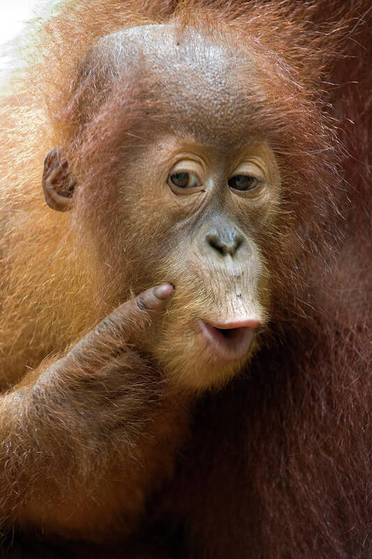 00444026 Art Print featuring the photograph Sumatran Orangutan Baby Calling by Suzi Eszterhas