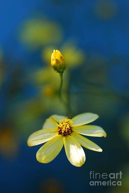 Macro Art Print featuring the photograph Summer by Catherine Lau
