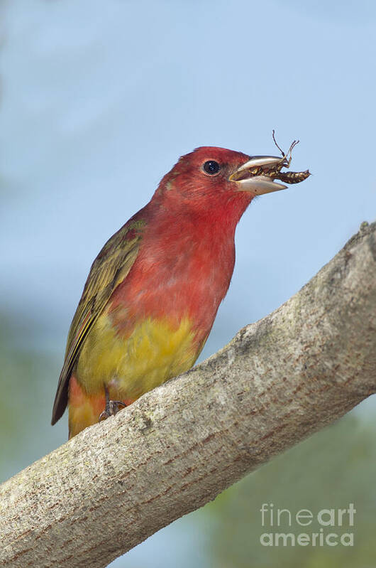 Summer Tanager Art Print featuring the photograph Summer Tanager Eating Wasp by Anthony Mercieca