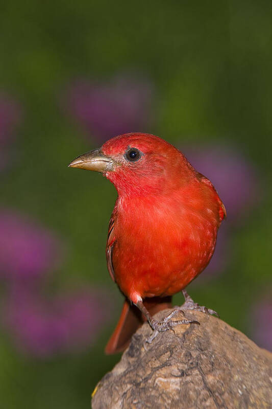 Feb0514 Art Print featuring the photograph Summer Tanager Male Texas by Tom Vezo