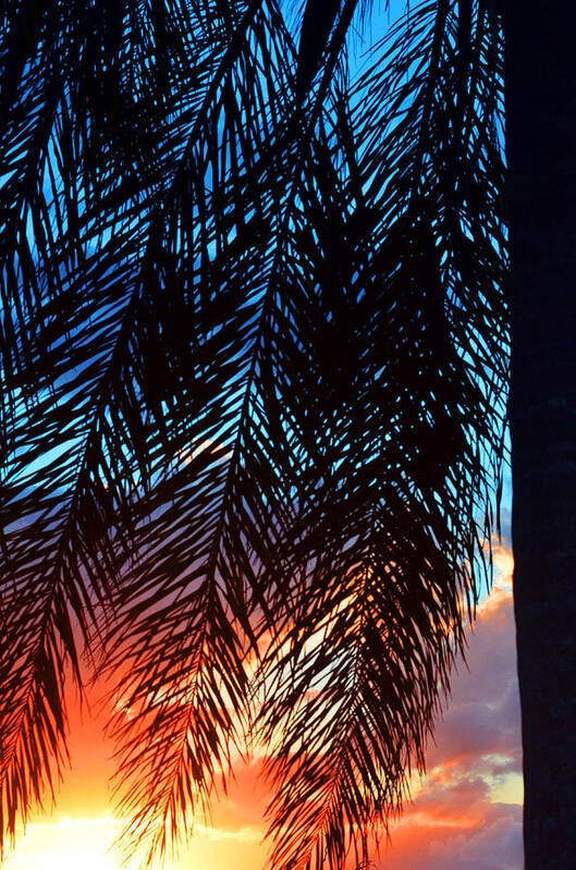 Palm Tree Art Print featuring the photograph Sun Palm by Laura Fasulo