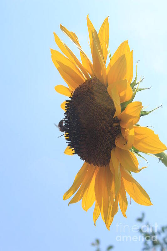 Sunflower Art Print featuring the photograph SunBee by Lotus 