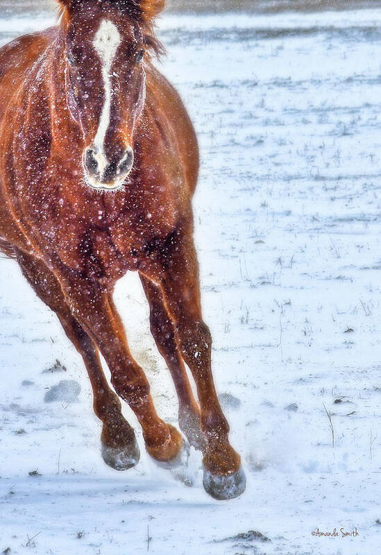 Snow Art Print featuring the photograph Sundancing in the Snow by Amanda Smith