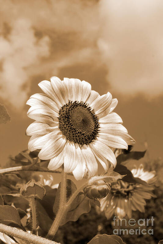 Flower Art Print featuring the photograph Sunflower and Sky by Chris Scroggins