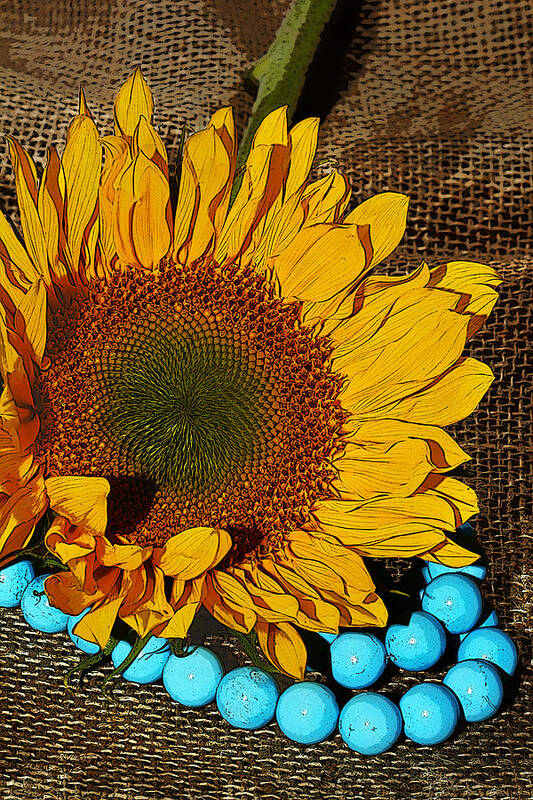 Sunflower Art Print featuring the photograph Sunflower Burlap And Turquoise by Phyllis Denton