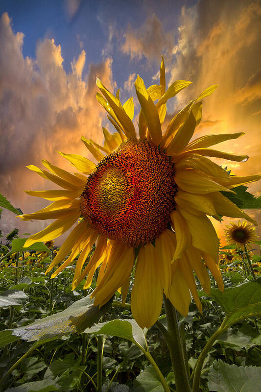 Appalachia Art Print featuring the photograph Sunflower Dawn by Debra and Dave Vanderlaan