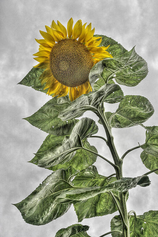 Color Art Print featuring the photograph Sunflower by Dawn J Benko