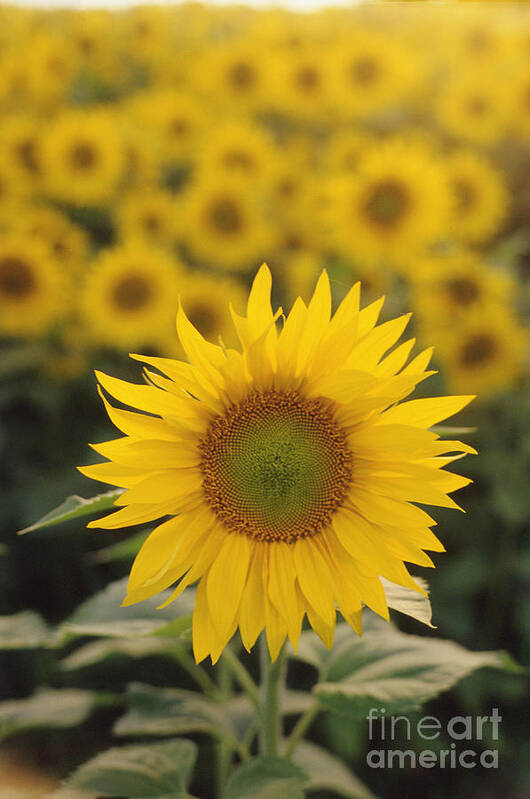 Plant Art Print featuring the photograph Sunflower by Jim Corwin
