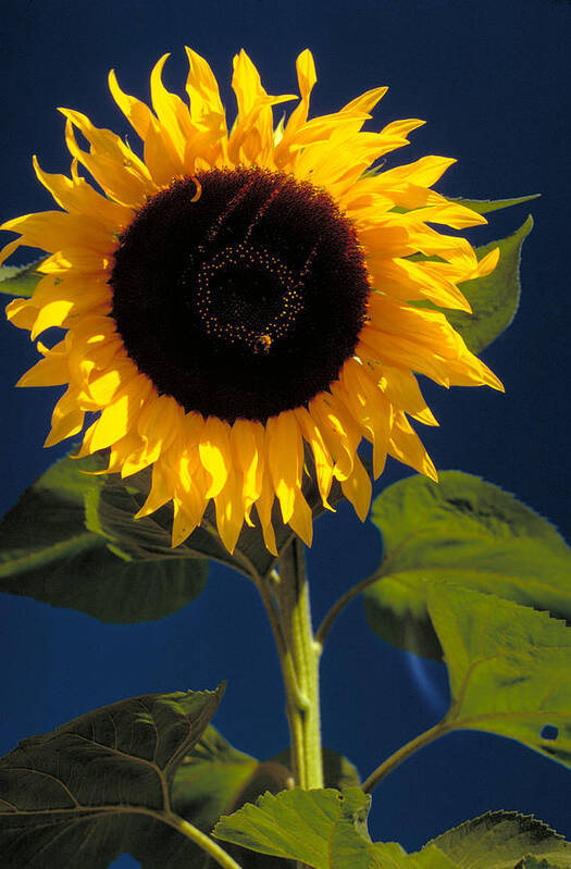 Birdseed Art Print featuring the photograph Sunflower by K. Van Den Berg