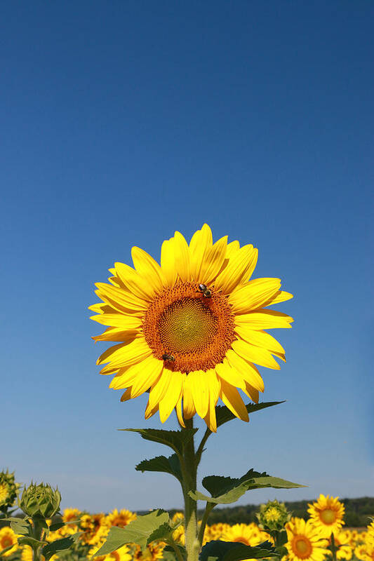 Sussex County Sunflower Maze Art Print featuring the photograph Sunflower Nirvana 46 by Allen Beatty